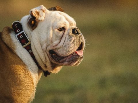 British Bulldog – An English Icon