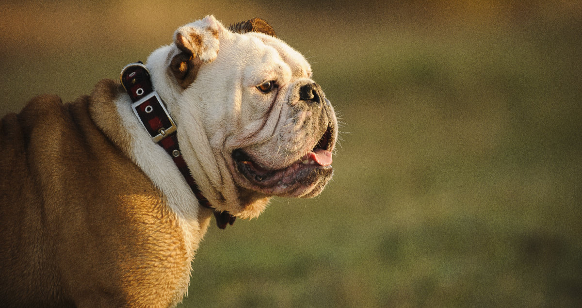British Bulldog – An English Icon