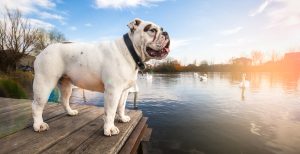 Bulldog - Utility British Bulldog