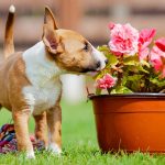 Mini-Bull-Terrier