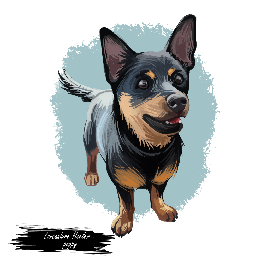 Lancashire Heeler – Pastoral