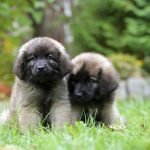 Leonberger- Working