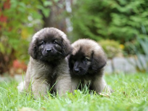 Leonberger- Working