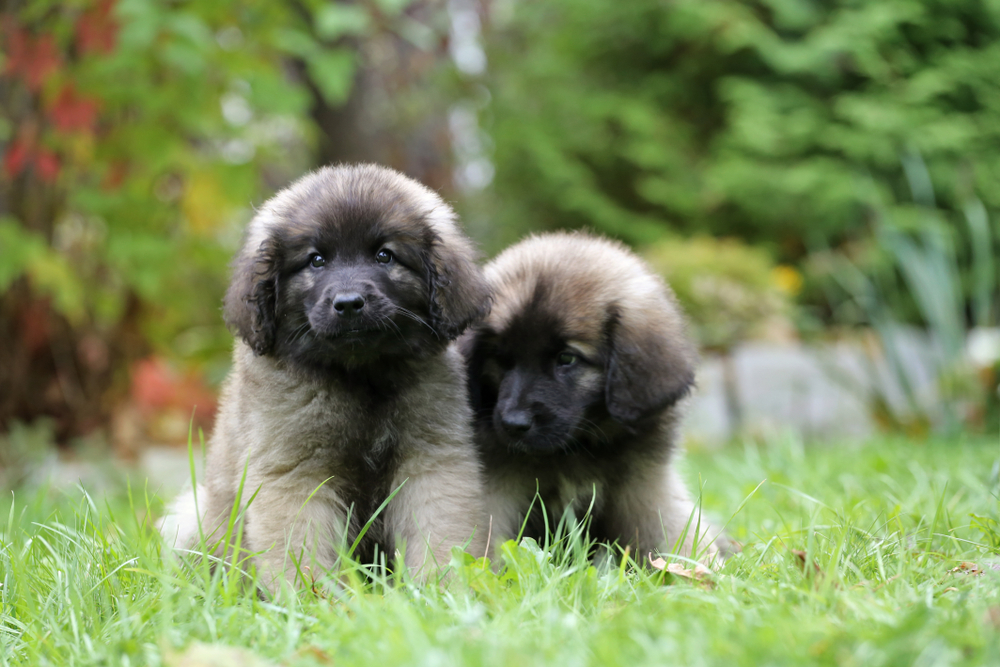 Leonberger- Working