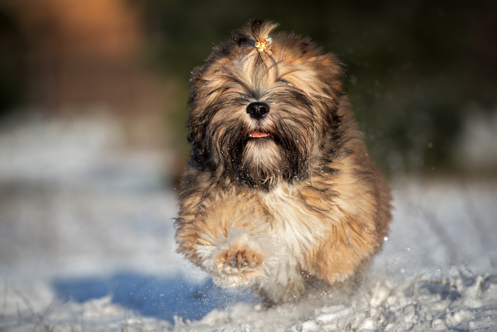 Lhasa Apso – Utility