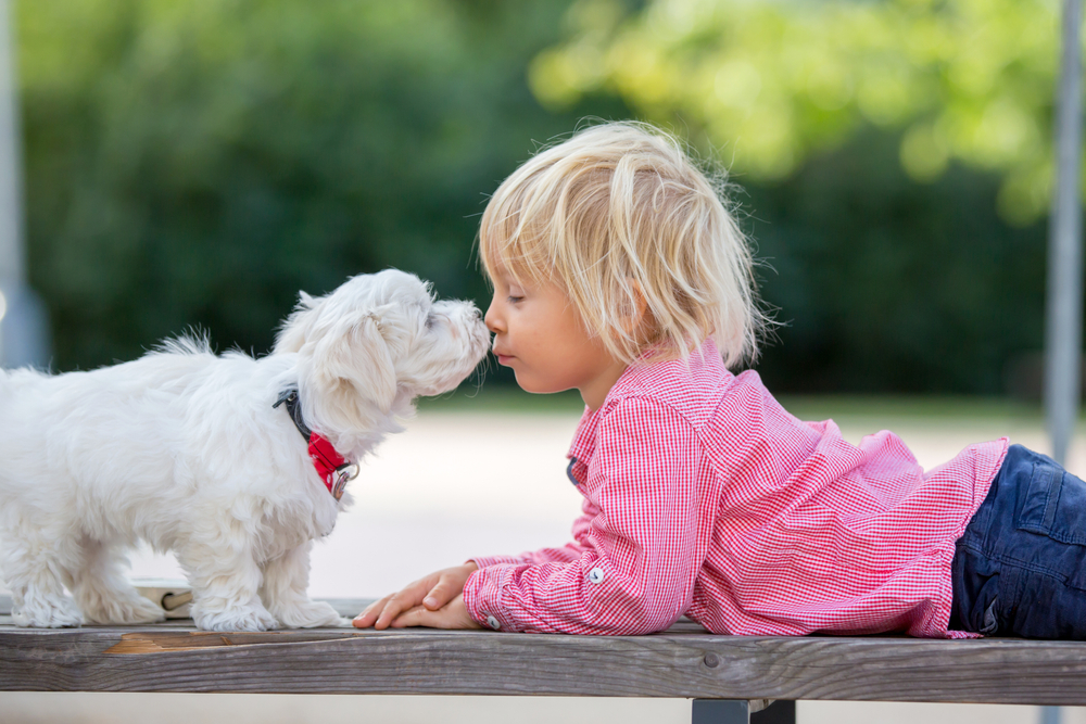 Maltese – Toy