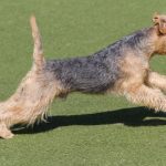 Lakeland Terrier - Terrier