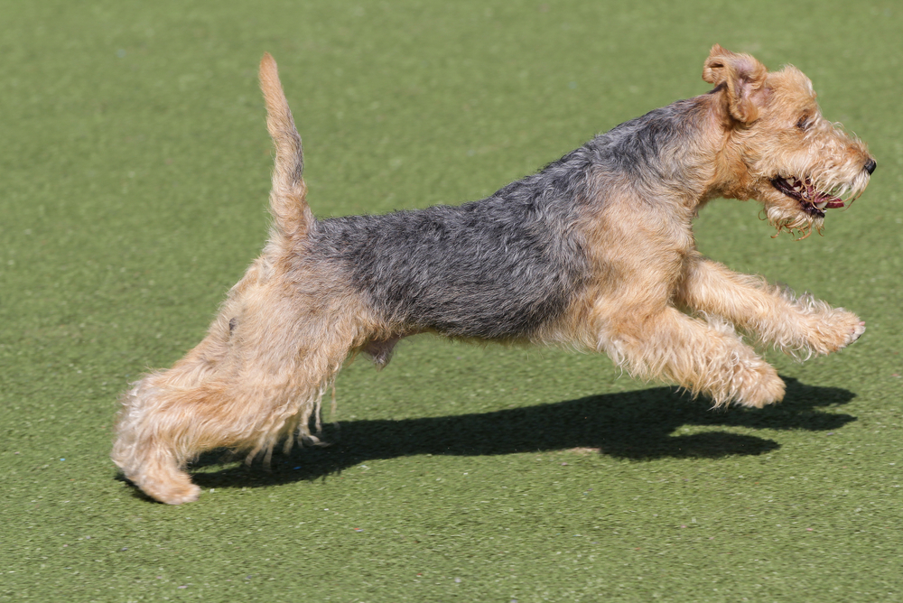 Lakeland Terrier – Terrier