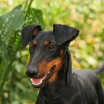 Manchester Terrier Popular Family Friendly Breed