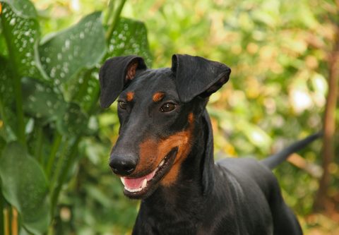 Manchester Terrier Popular Family Friendly Breed