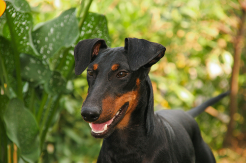 Manchester Terrier Popular Family Friendly Breed