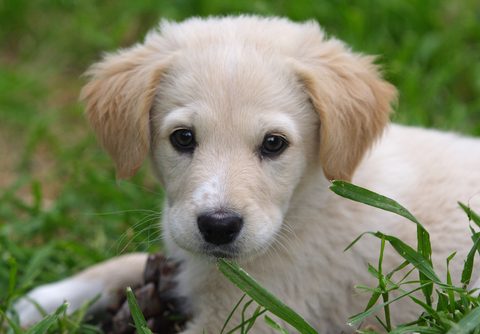 Maremma Sheepdog – Pastoral