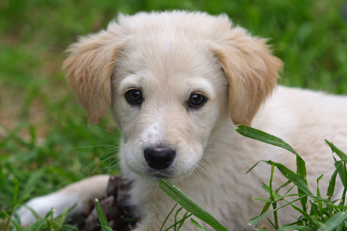 Maremma Sheepdog – Pastoral