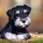 Miniature Schnauzer – Utility