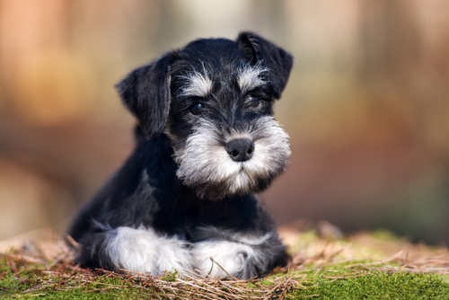 Miniature Schnauzer – Utility