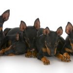 Miniature Pinscher – Toy