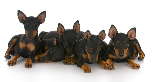 Miniature Pinscher – Toy