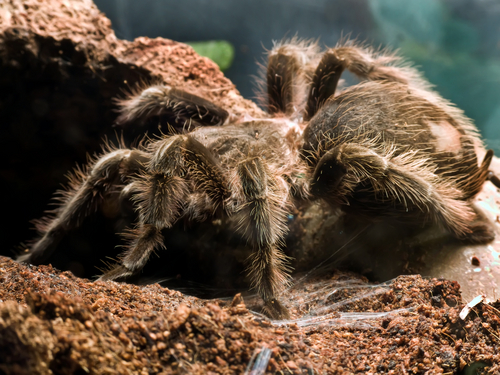 5 facts about the Goliath bird eating spider
