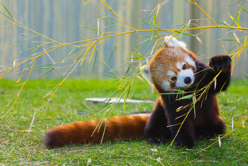 5 facts about the red panda
