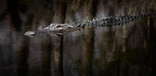 American Alligator