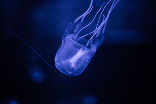 5 facts Blue Box Jellyfish