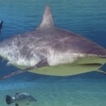 Bull Shark