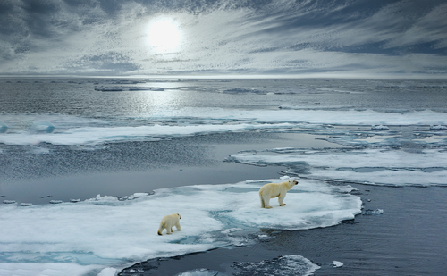 7 fun facts about polar bears