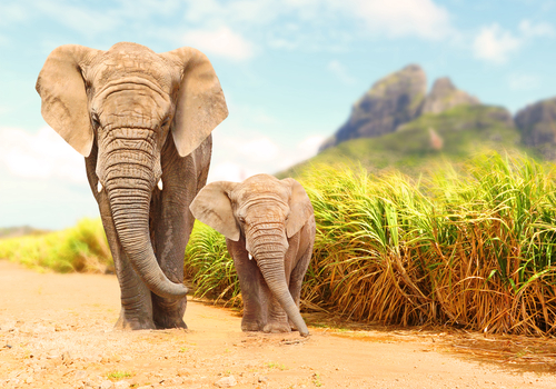 5 facts about elephants