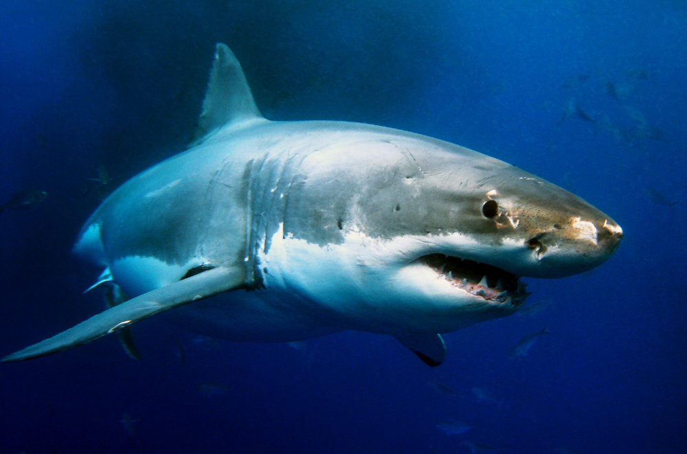 The Great White Shark The Oceans Apex Predator