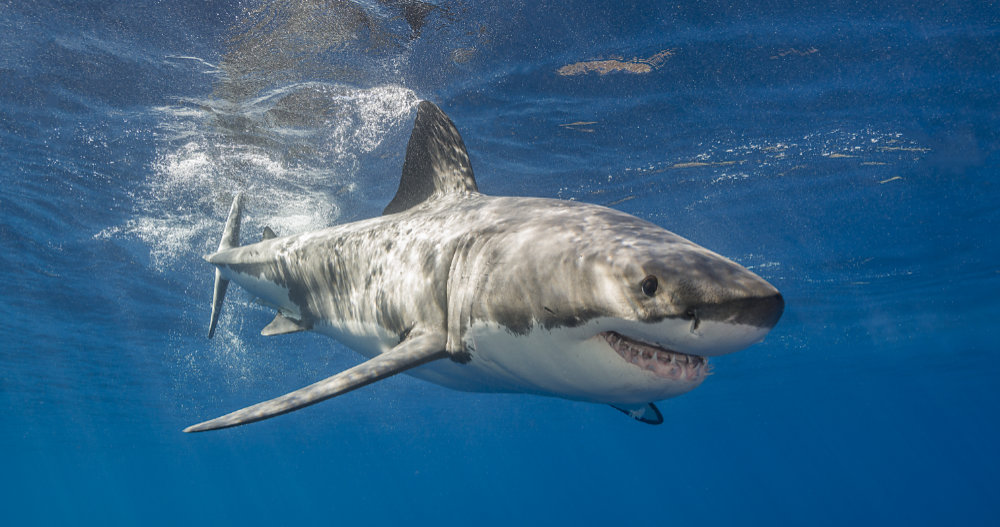 Five Critically Endangered Shark Species You Probably Haven’t Heard Of