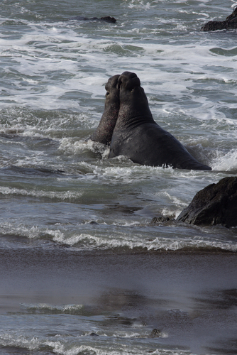 5 facts about elephant seals