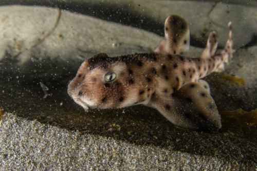 What are the World’s Smallest Sharks?