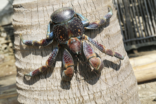 Coconut Crab