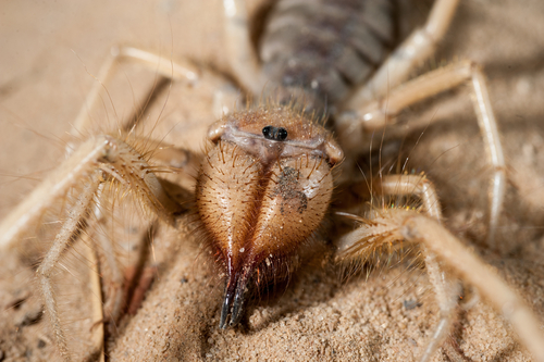 Camel Spider