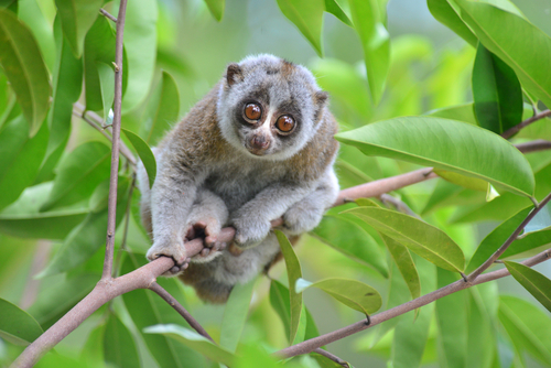 Slow loris