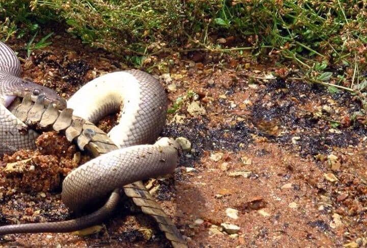 Python Swallows Crocodile Whole