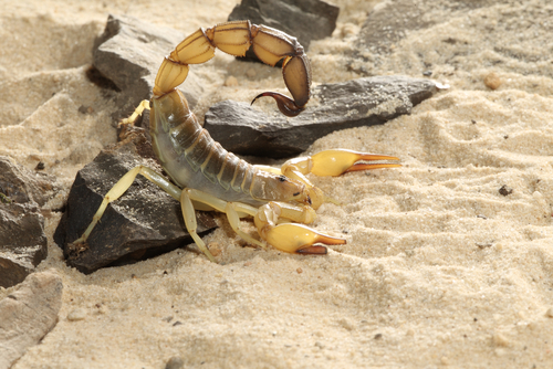 Fat tailed scorpion