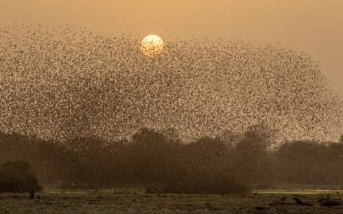 What is the Commonest Bird in the World?