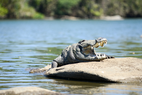 The mugger crocodile