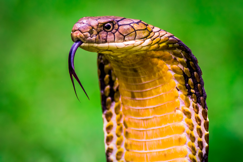 King Cobra