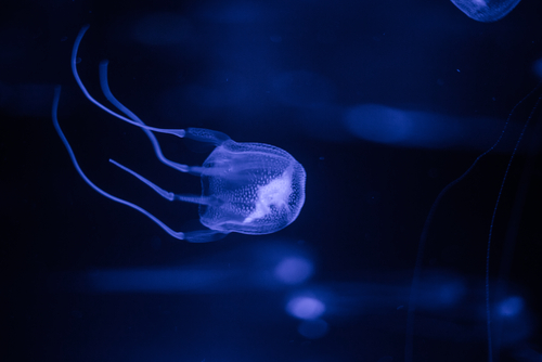 Box Jellyfish