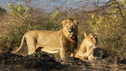 The Asiatic Lion