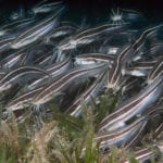 Striped Eel Catfish