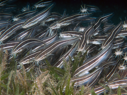 Striped Eel Catfish