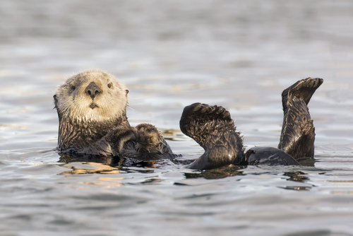 Otters