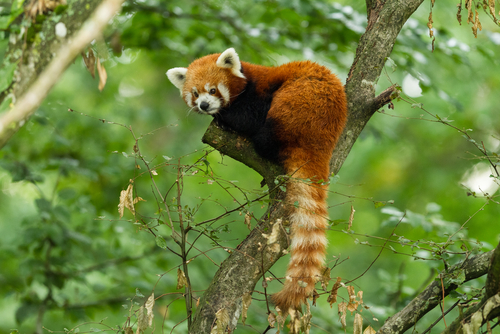 Red Panda