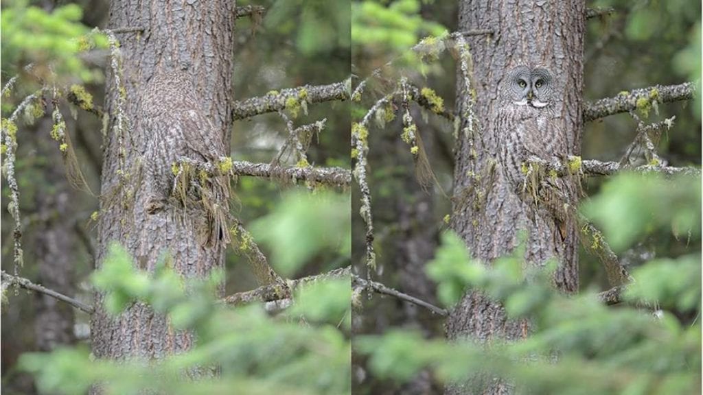 Can You Spot The Camouflaged Grey Owl?