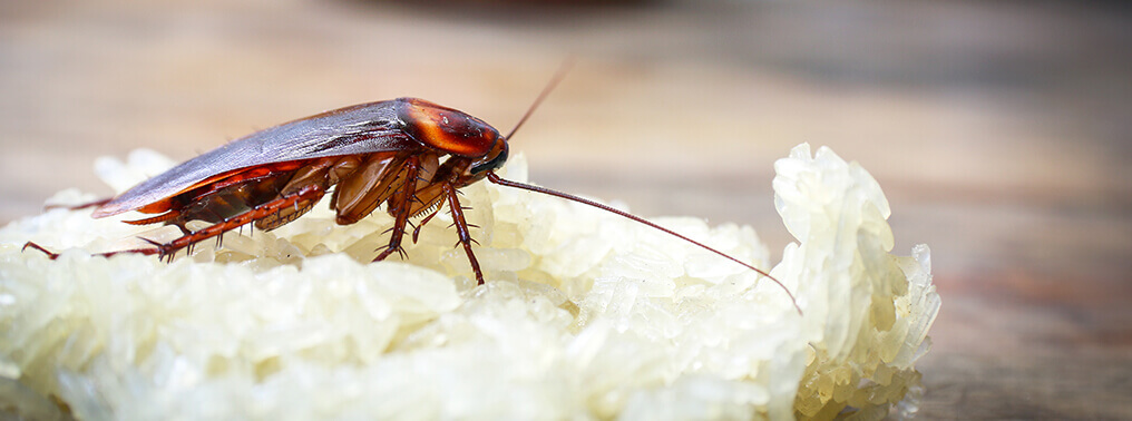 Cockroaches Are Now Almost “Impossible” To Kill