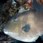 The Triggerfish