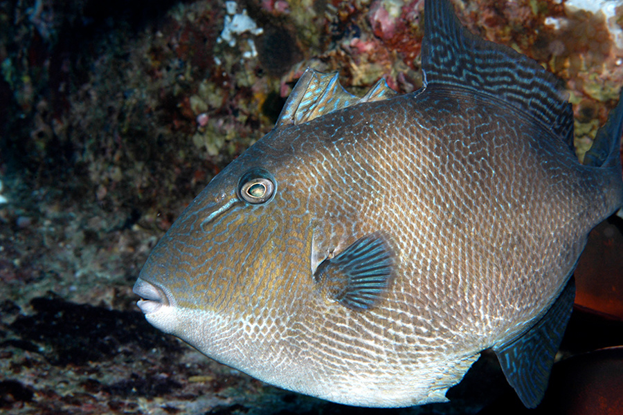 The Triggerfish